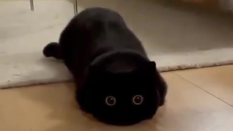 Funny Cats Video