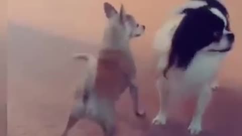 Dog&cat 🐈🐈 masti 😆😆