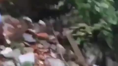 Reptile