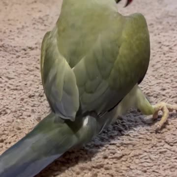 Beaker sneaks a kiss!