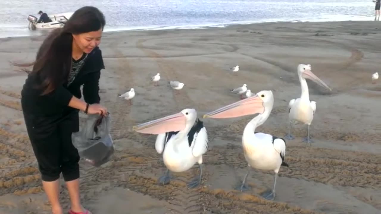 Pelicans can bites dangerous