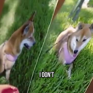 Not All Dogs Are Friendly