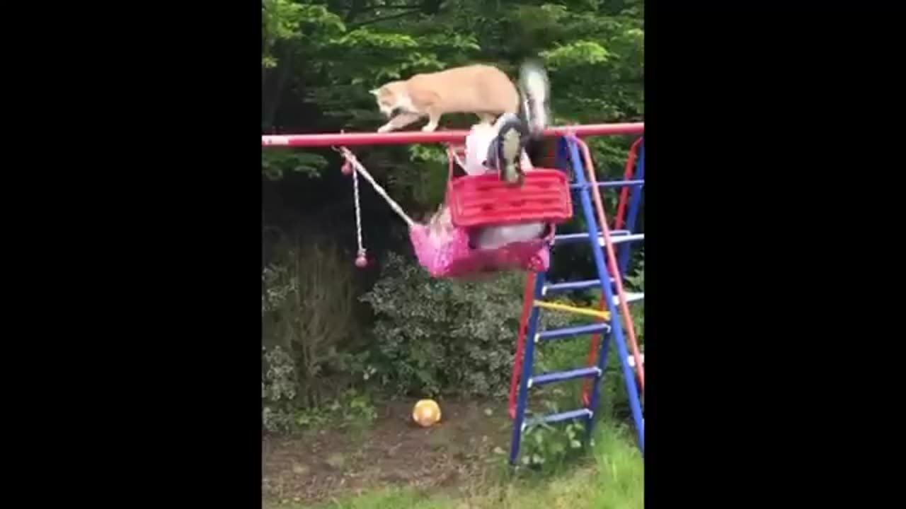 Animal funny moments