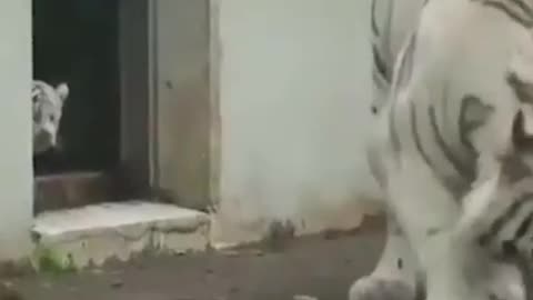 Funny Animal : Baby White tiger scares his mom