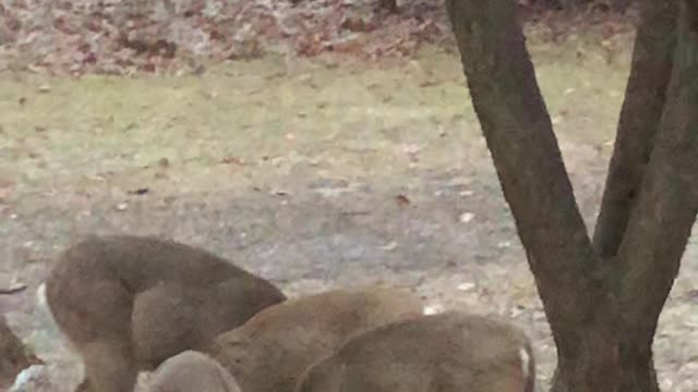 Deer in the front yard