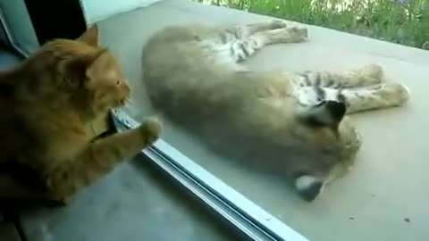 Indoor cat and bobcat 4