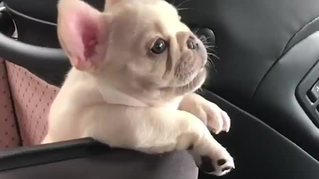 Little cute puppy