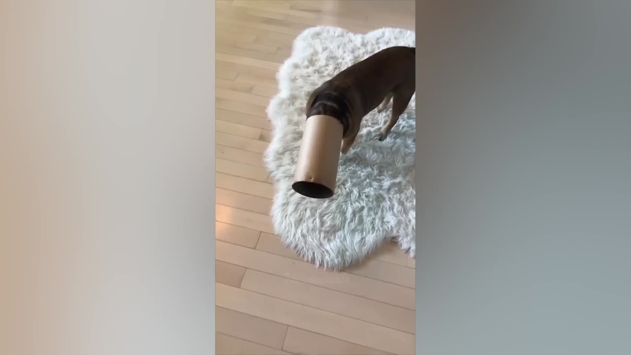 Best Funny Animal Videos Of The 2022 π€£ - Funniest Cats And Dogs Videos πΊπ (91)