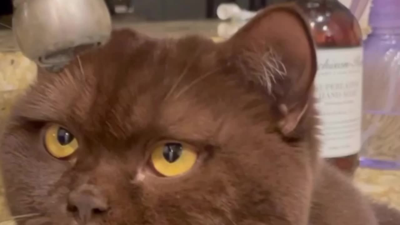 Stoic Cat Just Wants to Watch Water Droplet Fall