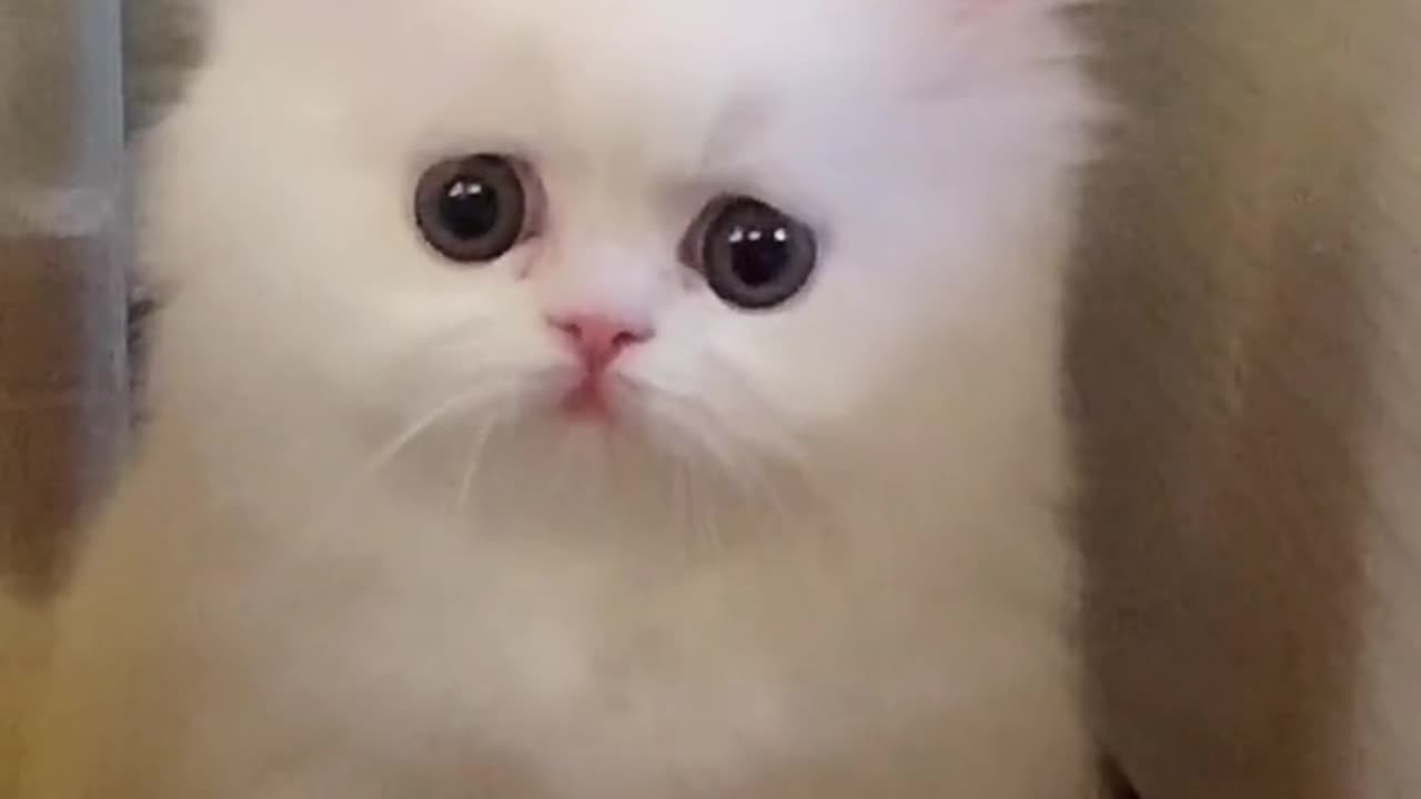 Cute cat video funny|| cat funny video