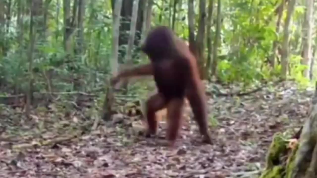 Orangutan Being Silly