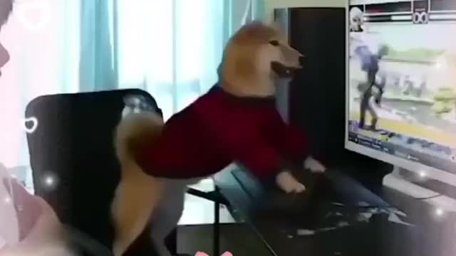 Dog gamer