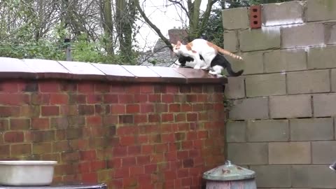 Synchronized Cats