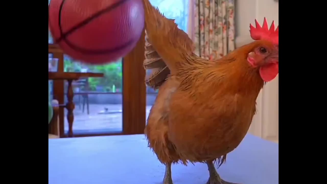 The future of Cat and chicken football match , it's not what you think