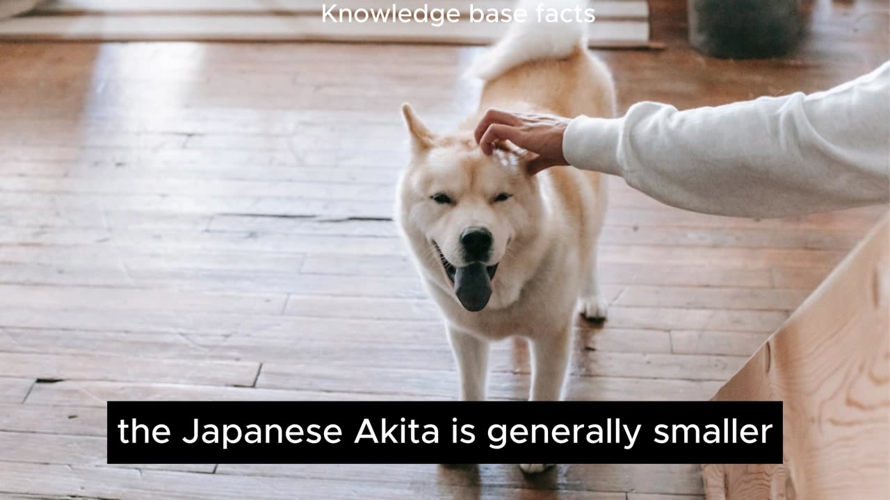 Top 10 Fascinating Facts About Akitas The Japanese Canine Royalty.