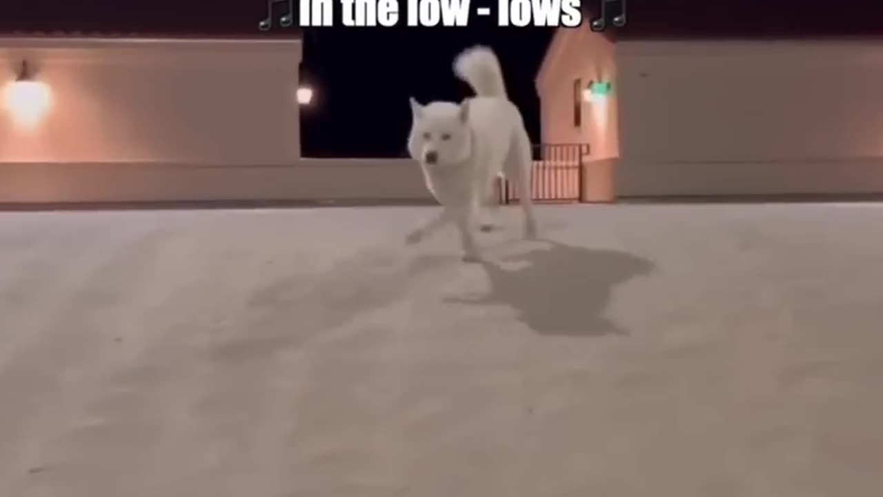 Treats funny husky🤣