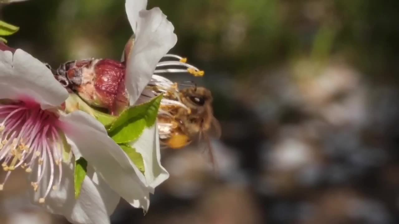 Honey Bees Make Honey ... And Bread?