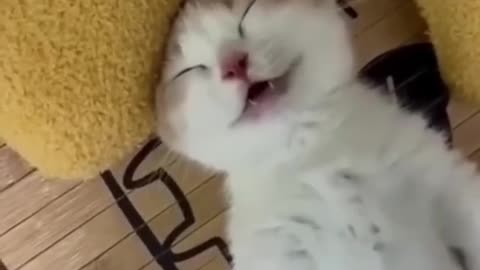 funny cat