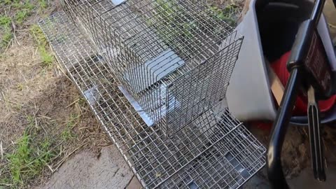 chickens at 2 months