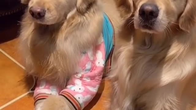 Two Cute Dog Shake Shake Dance