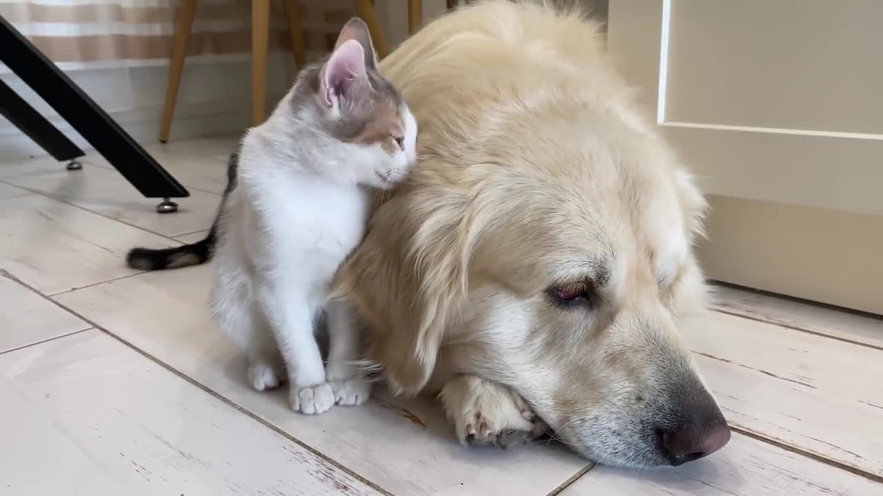 Cute Kittens Wake Up a Golden Retriever