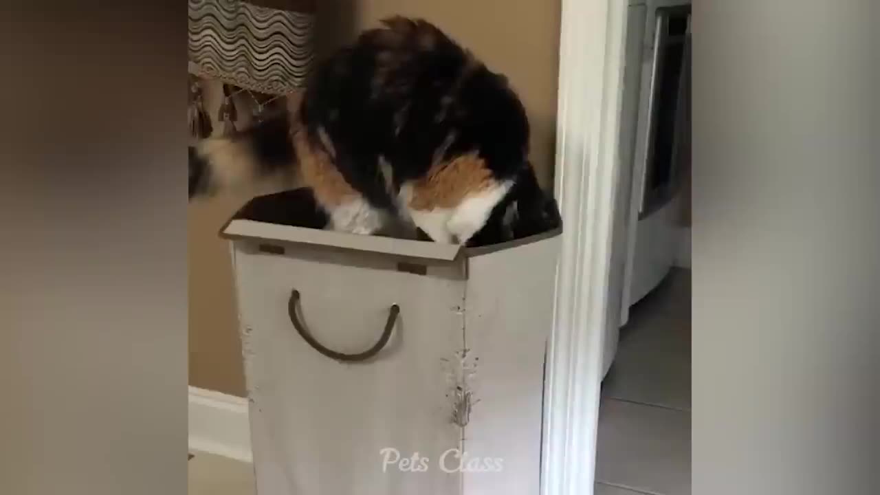 Funniest Animals 2023 😂 Funny Cats and Dogs Videos 😺🐶