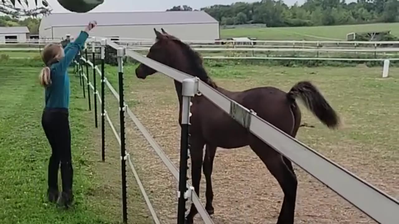 Horse 🐎 Foal Plays With A Ball ❤️ __ HorseWorld