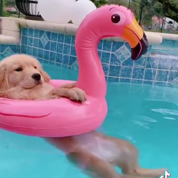 GOLDEN LIVING HER LIFE CHILLIN IN SWIMMING POOL.mp4