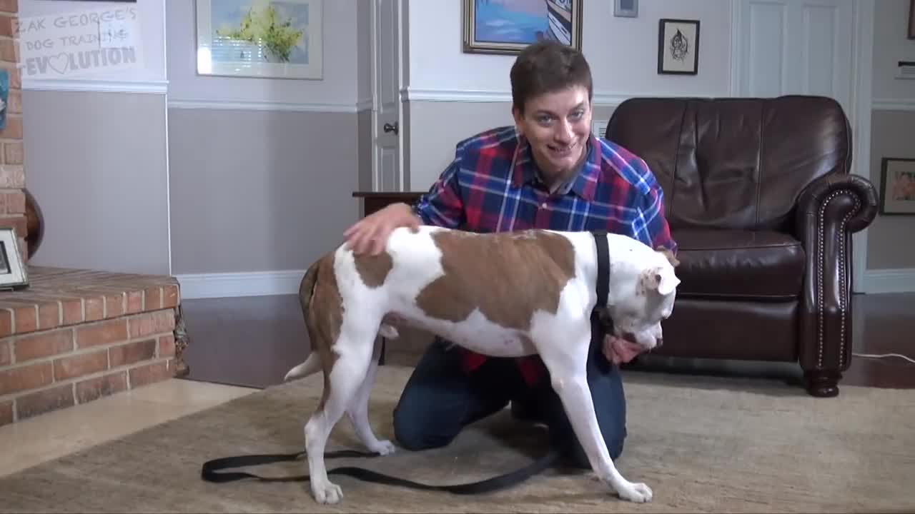 Signs to teach your dog and what to do
