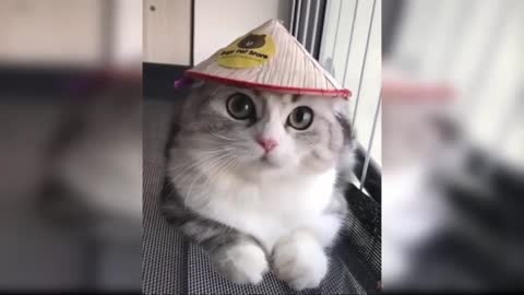 funny cat