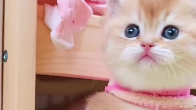 baby cat cute