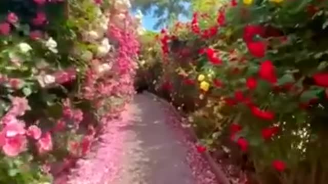 Garden flower short video