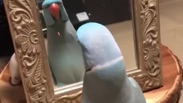 Sweety Parrot love himself so much