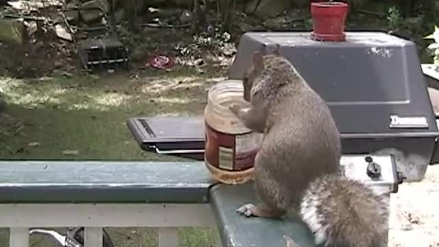 A Day in the Life of a Frustrated Squirrel