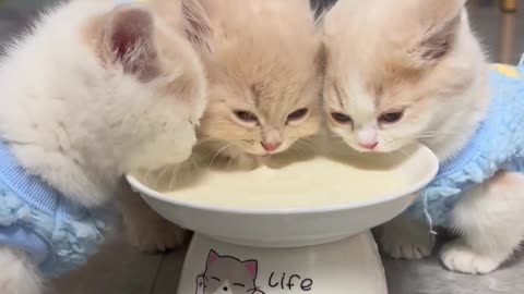 Cutest hungry kitties 🥰😍🐈‍⬛