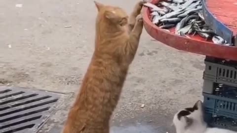 Cat trying to steal fish 😂😂