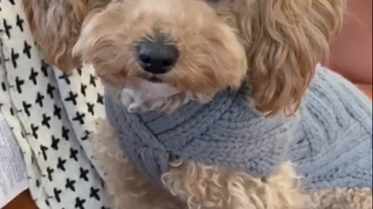 Cute and Funny dog Videos Compilation