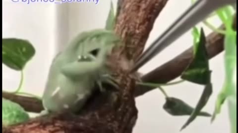 Vegetarian Frog