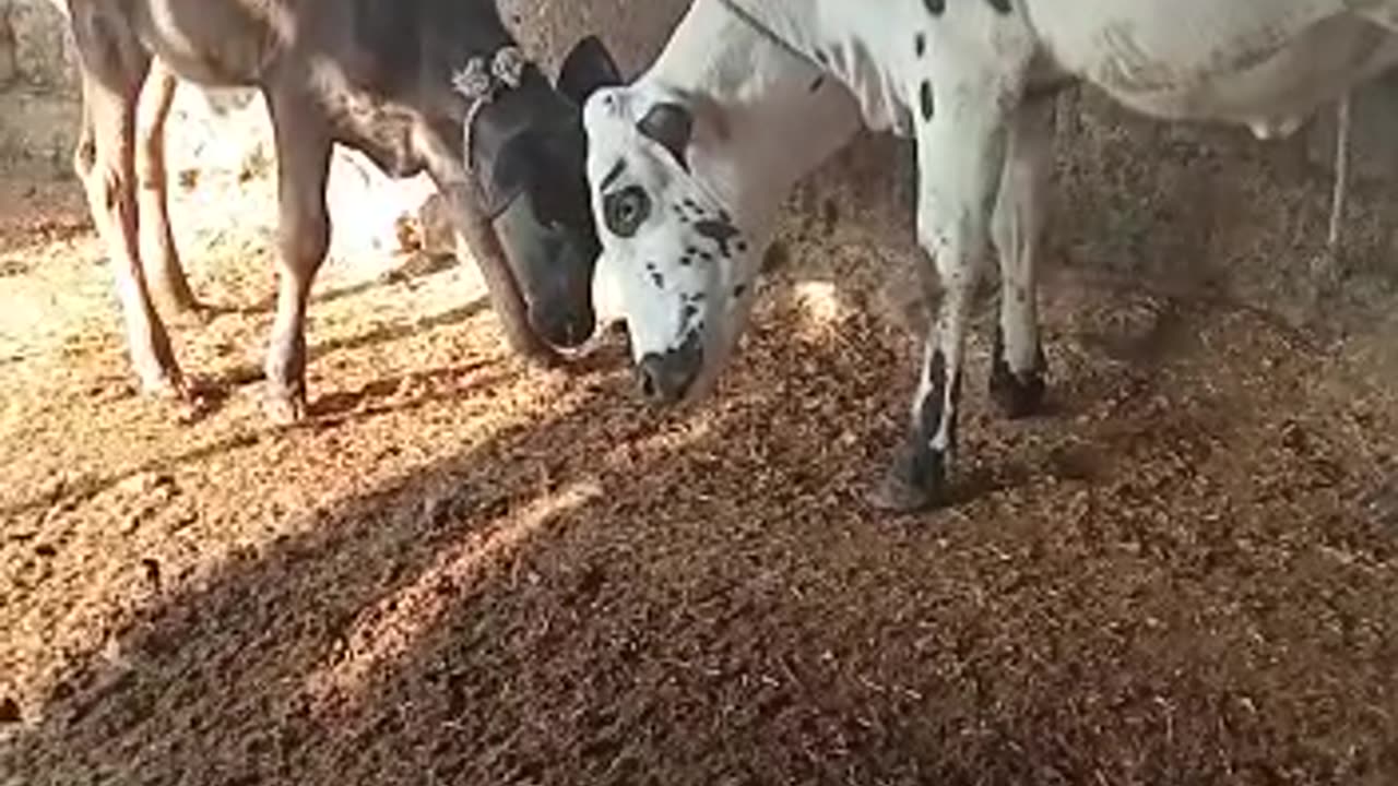 ماشاءاللہ بچھری || Heifers Baby || #cattlesfarming