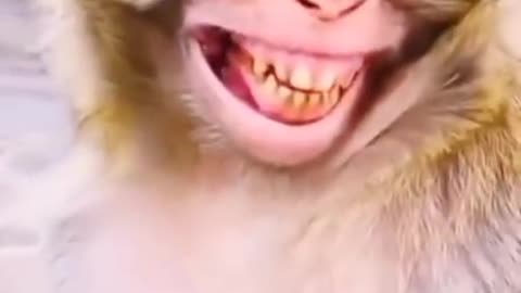 Laughing Monkey😂