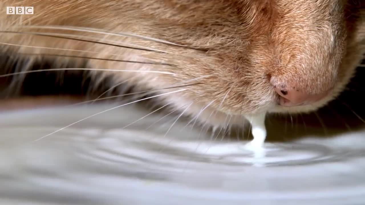 Puppy Adopted By Cat Mother | Pets Wild At Heart | BBC Earth