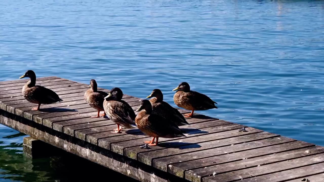 Ducks on sea beautiful view