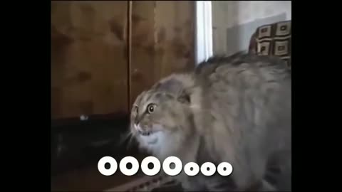 Cat funny video