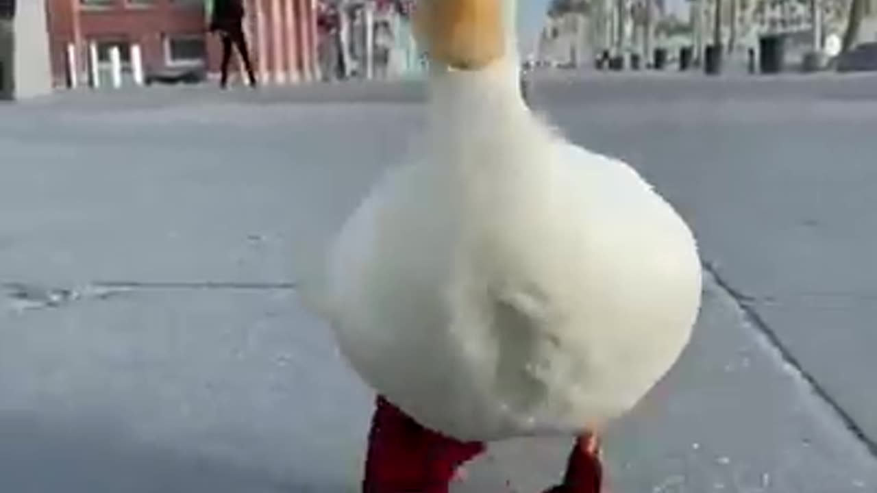 Happy Duck Cute Waddle