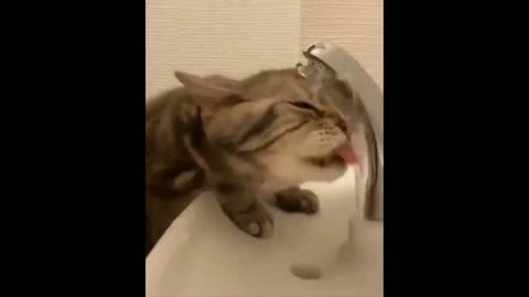 Funniest Cats 😹 part 2