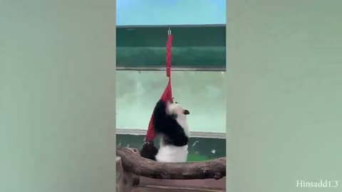 Funny animals