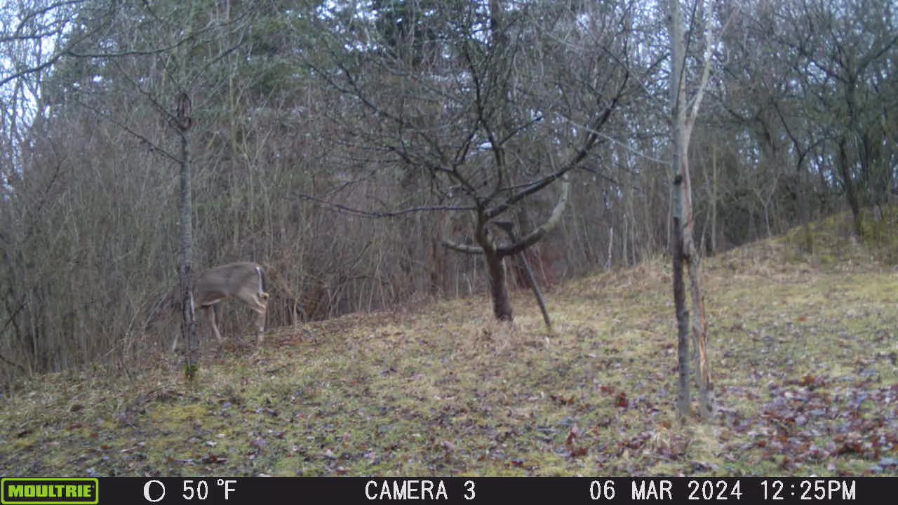 06/04/2024: Trail Cam Captures #43: Deer at Play