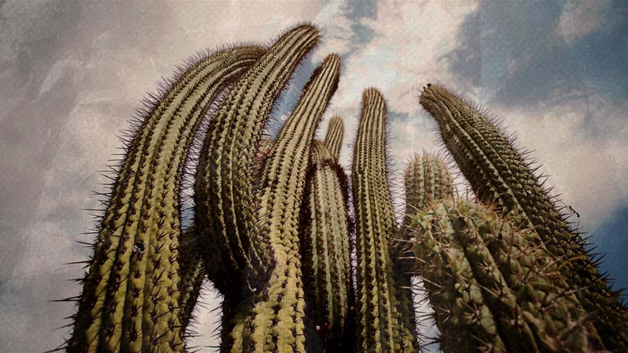 The Cacti Plant