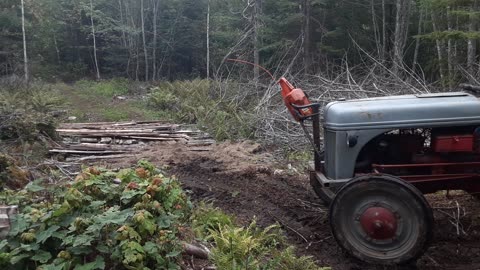 white pine skidding