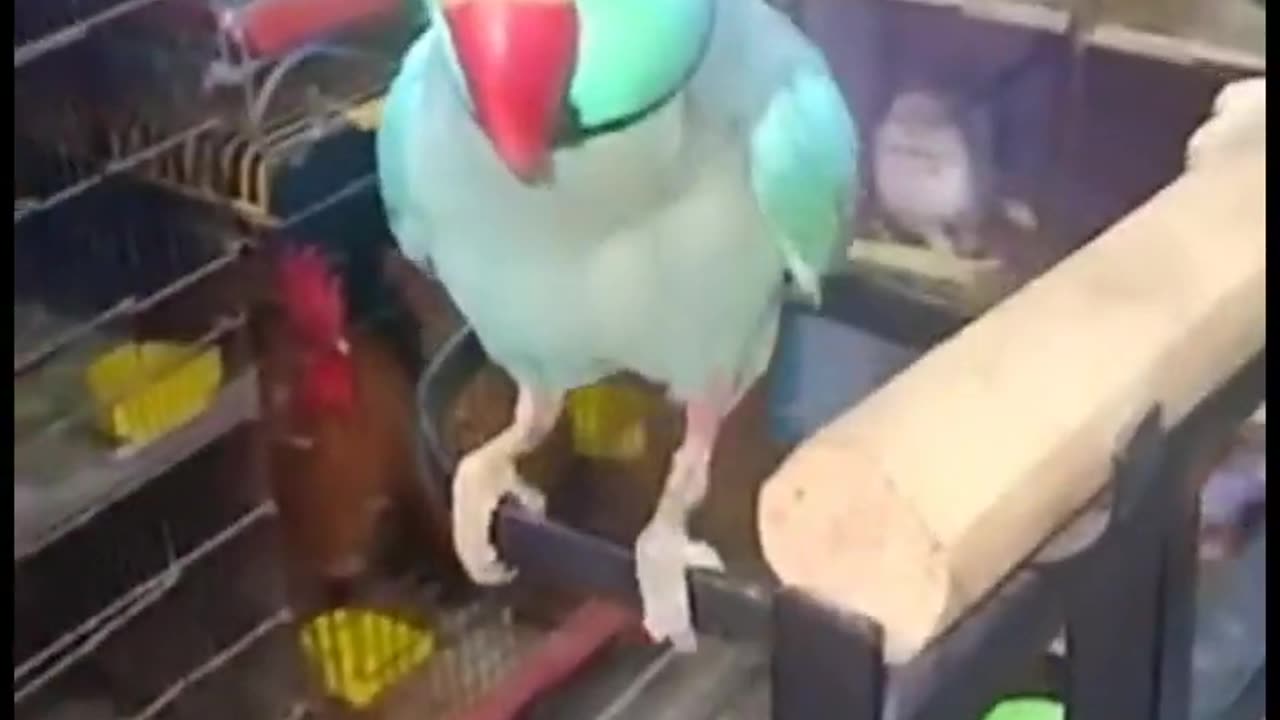 Parrot Talking in sweet Voice #parrot #shorts